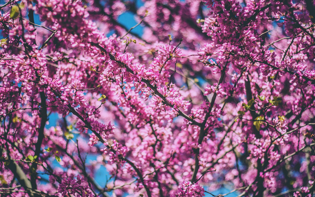 Fast schon Frühling!