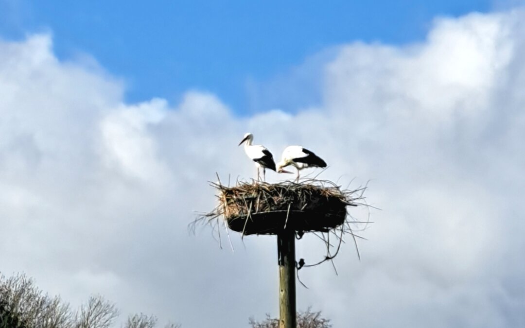 Von Störchen, Geduld und Glück