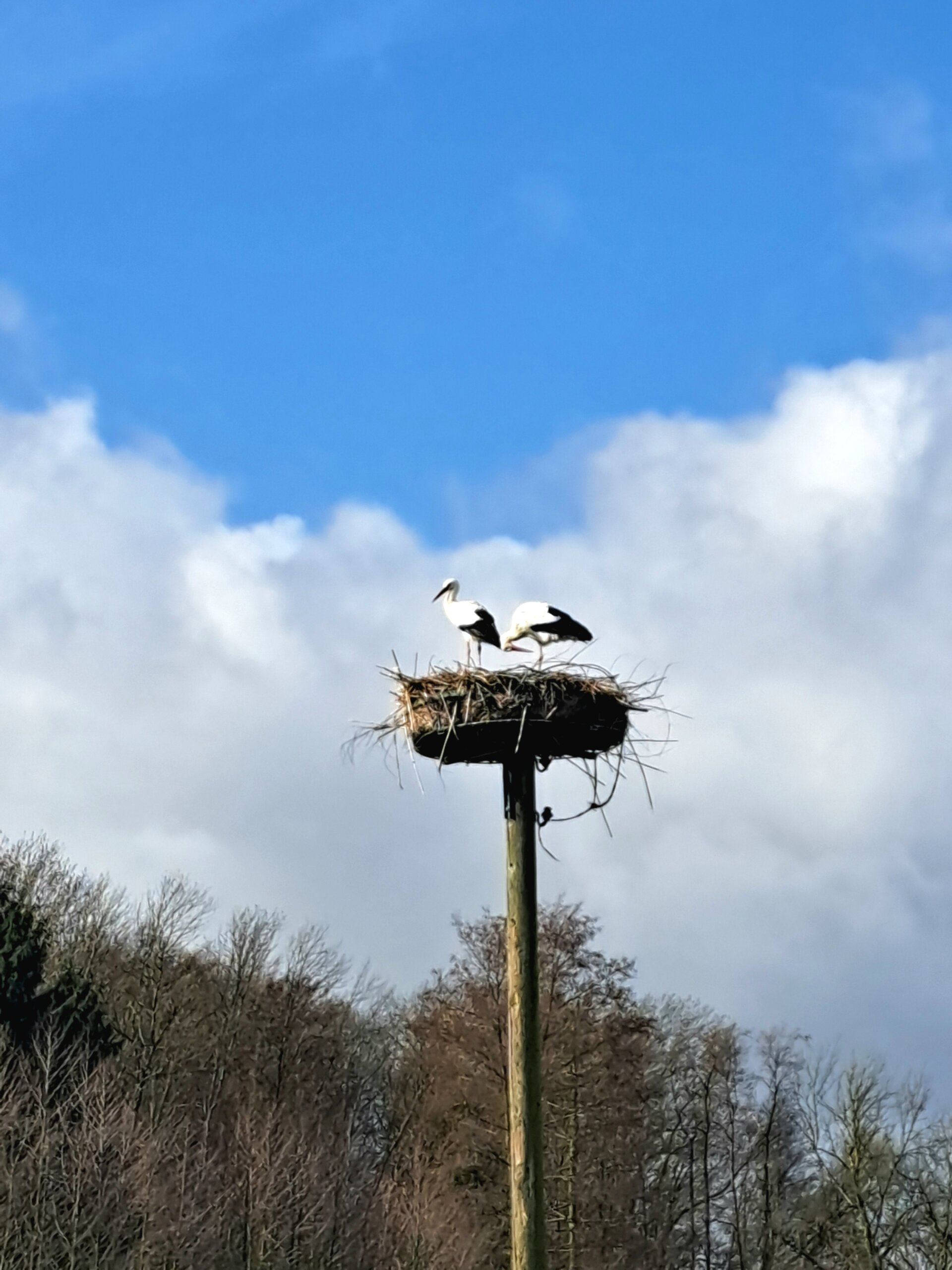 Von Störchen, Geduld und Glück